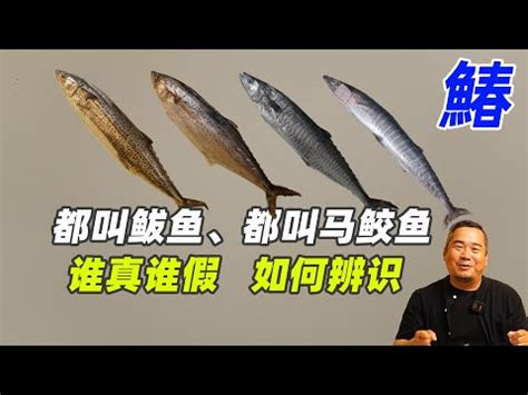 魚馬人|蜑家